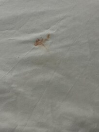 Room 120 blood stains on the right side bed, hidden under the 4 pillows.