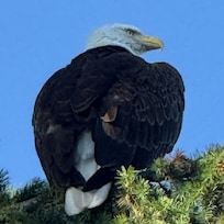 Eagle graced us with his presence
Several days
