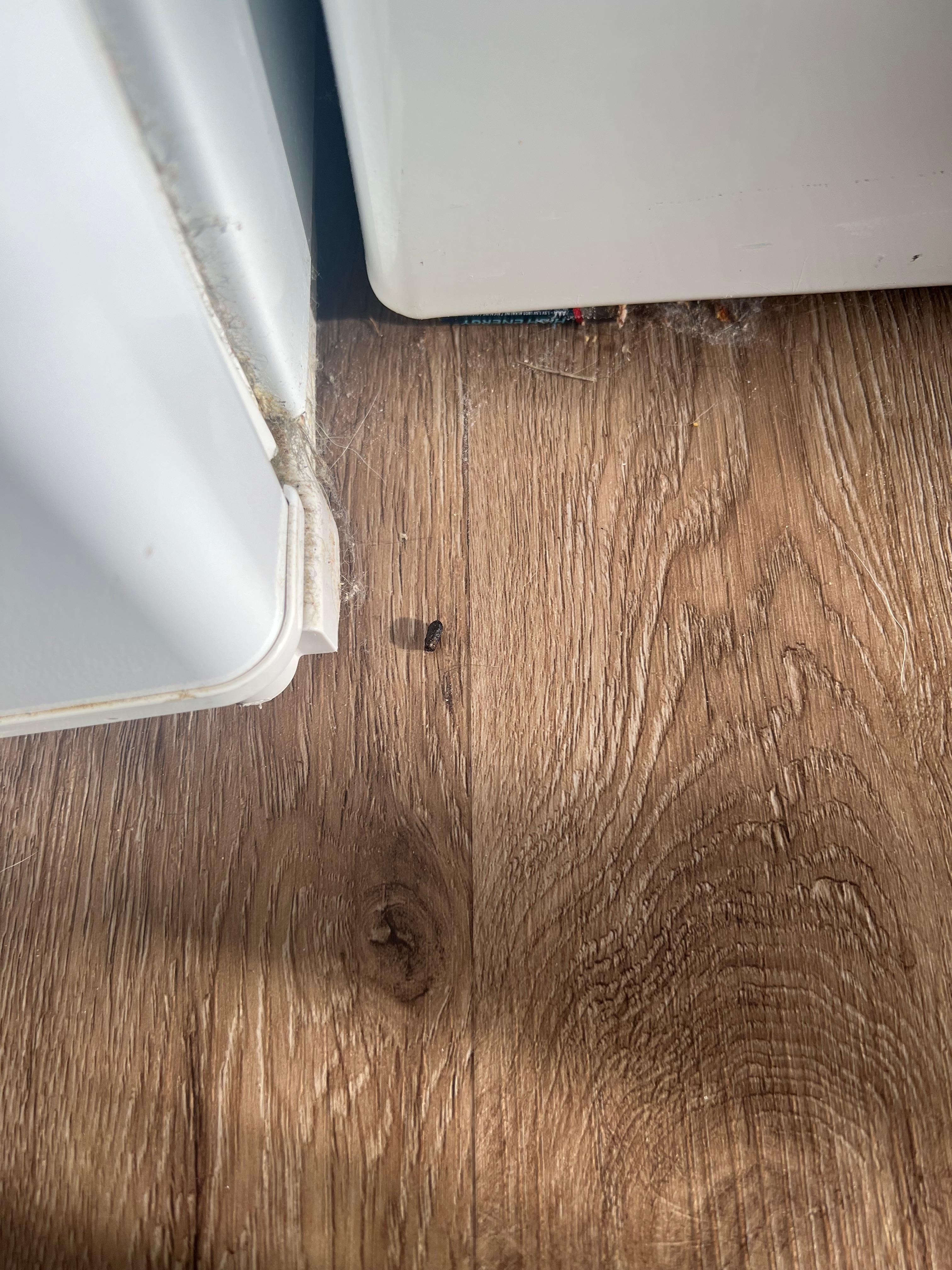 Rat dropping in laundry room