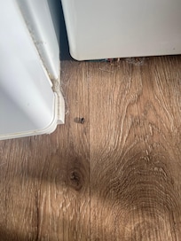 Rat dropping in laundry room