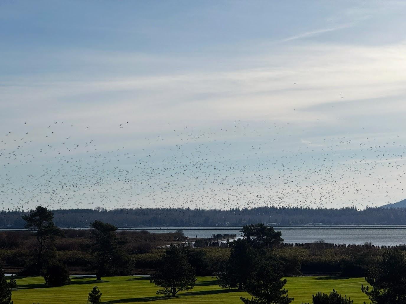 Countless birds over Lummi Bay