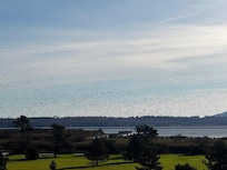 Countless birds over Lummi Bay
