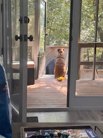 Jax enjoying his view!