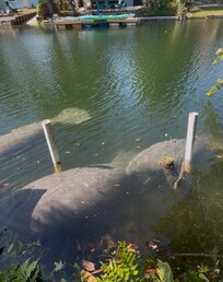 Manatee swimming up!
