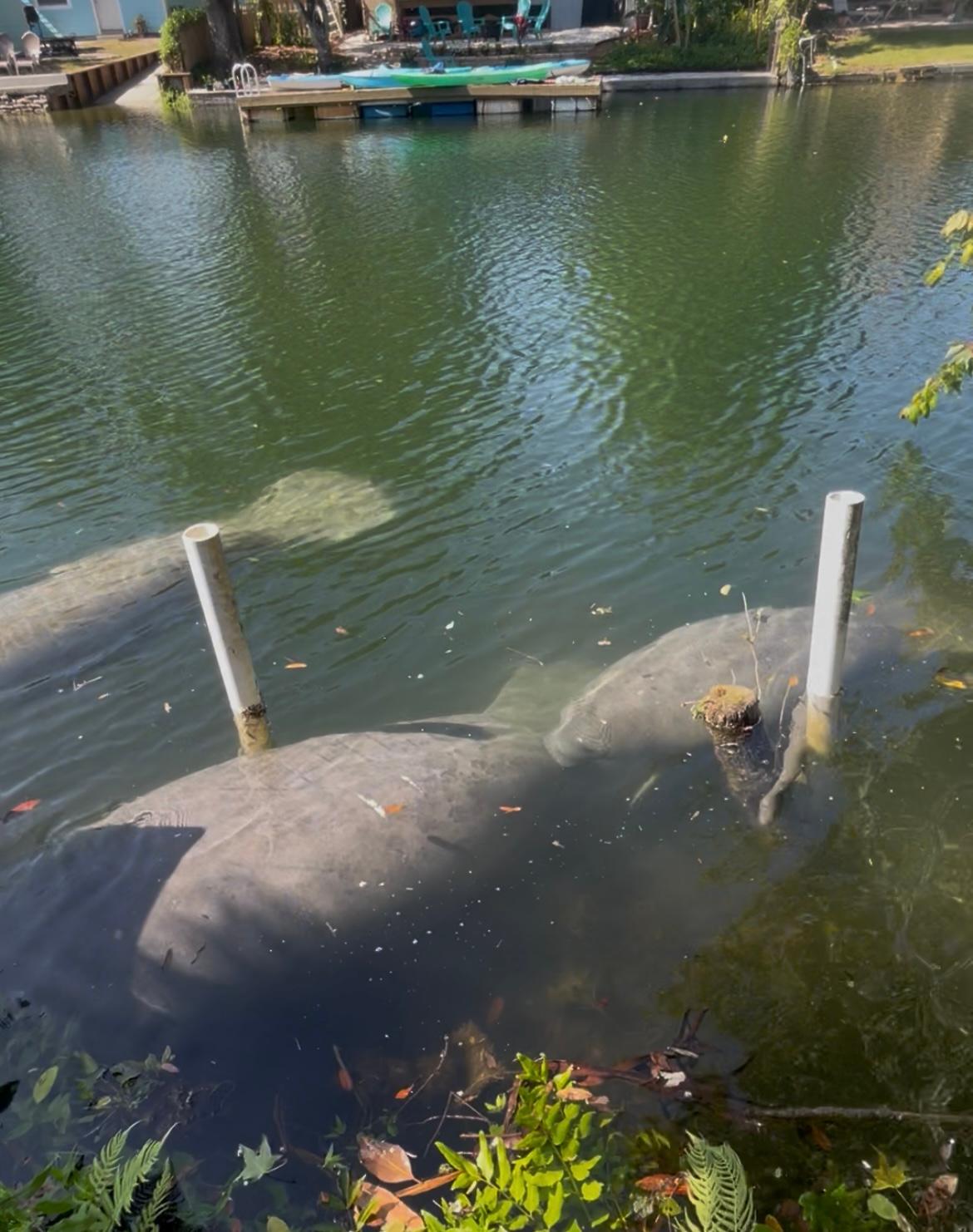 Manatee swimming up!
