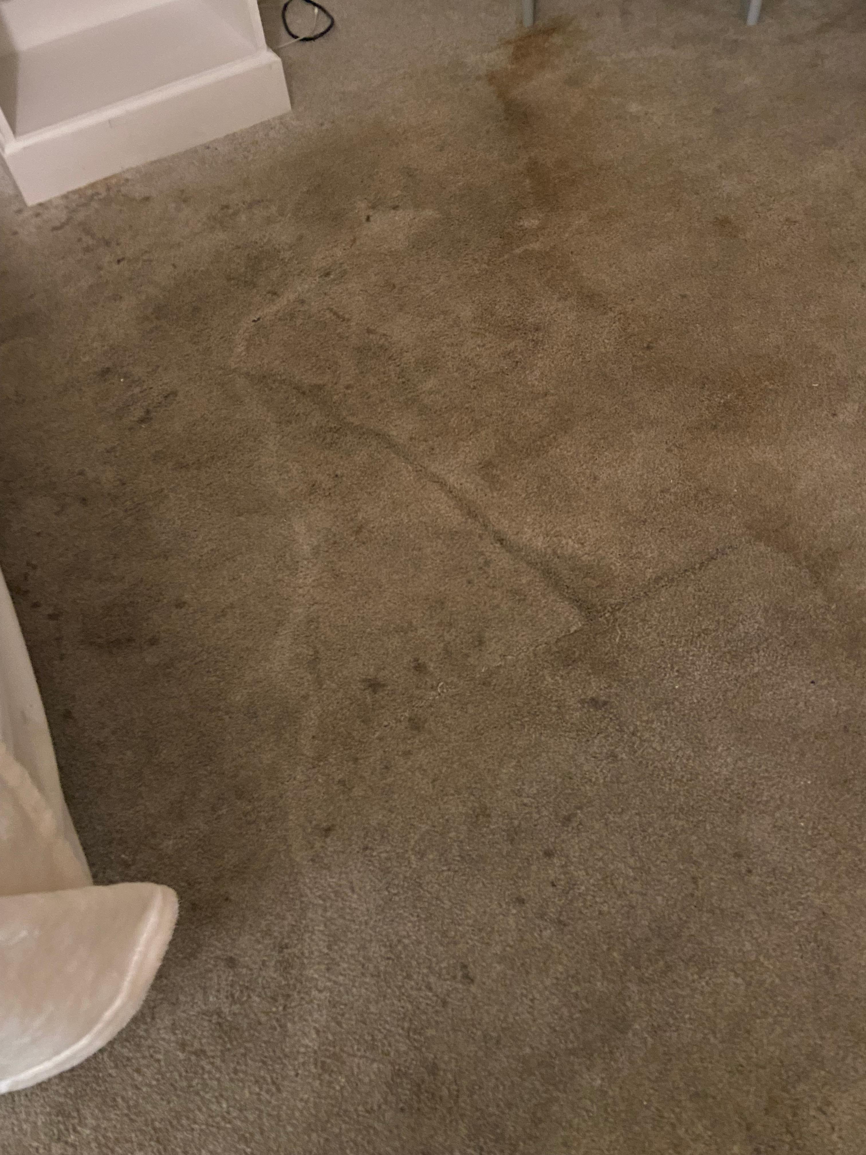 Filthy carpet
