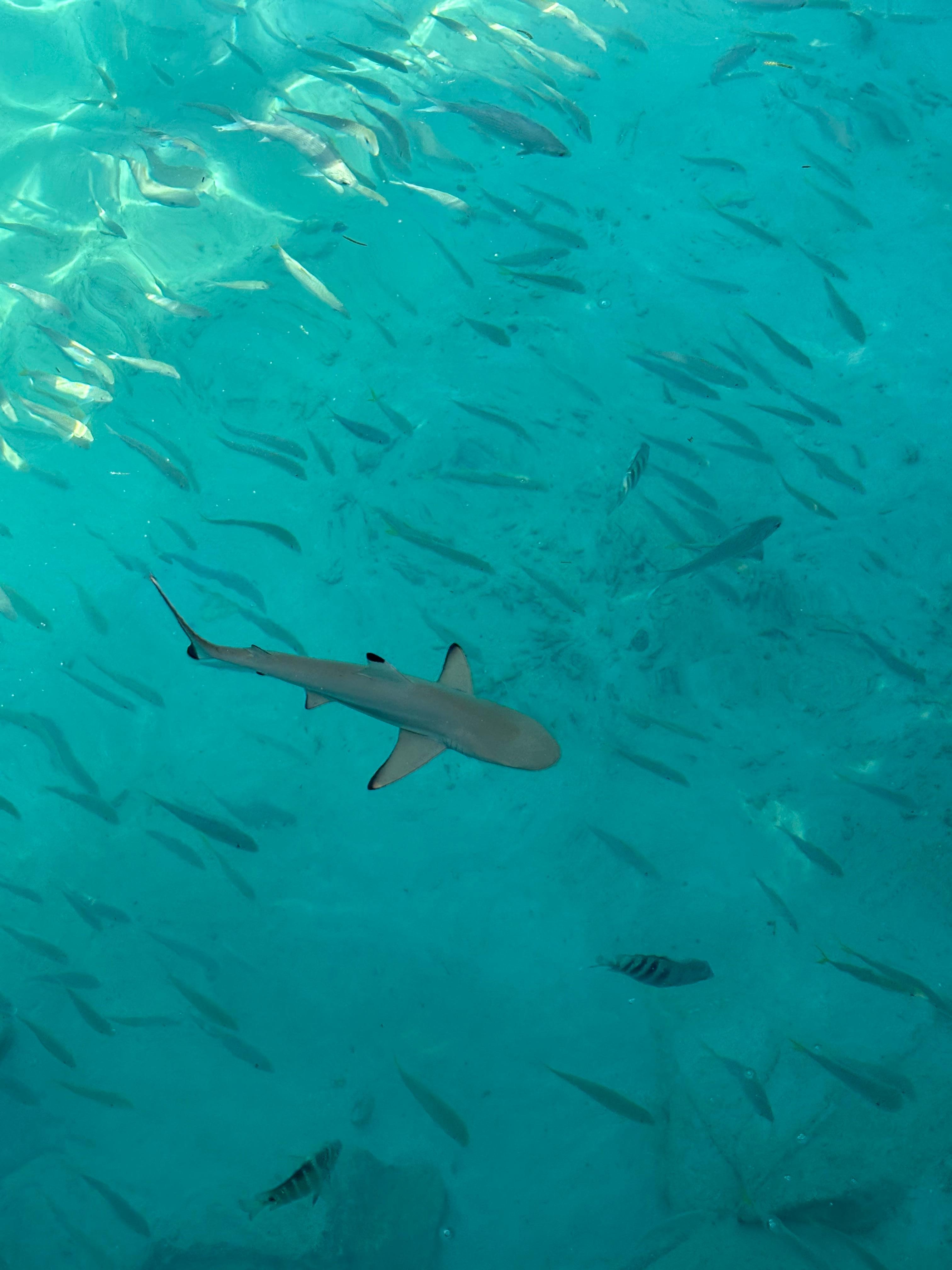 Bredvid bufférestaurangen