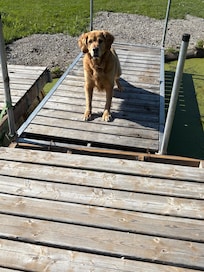 My dog Tyson trying to walk on dock 😉