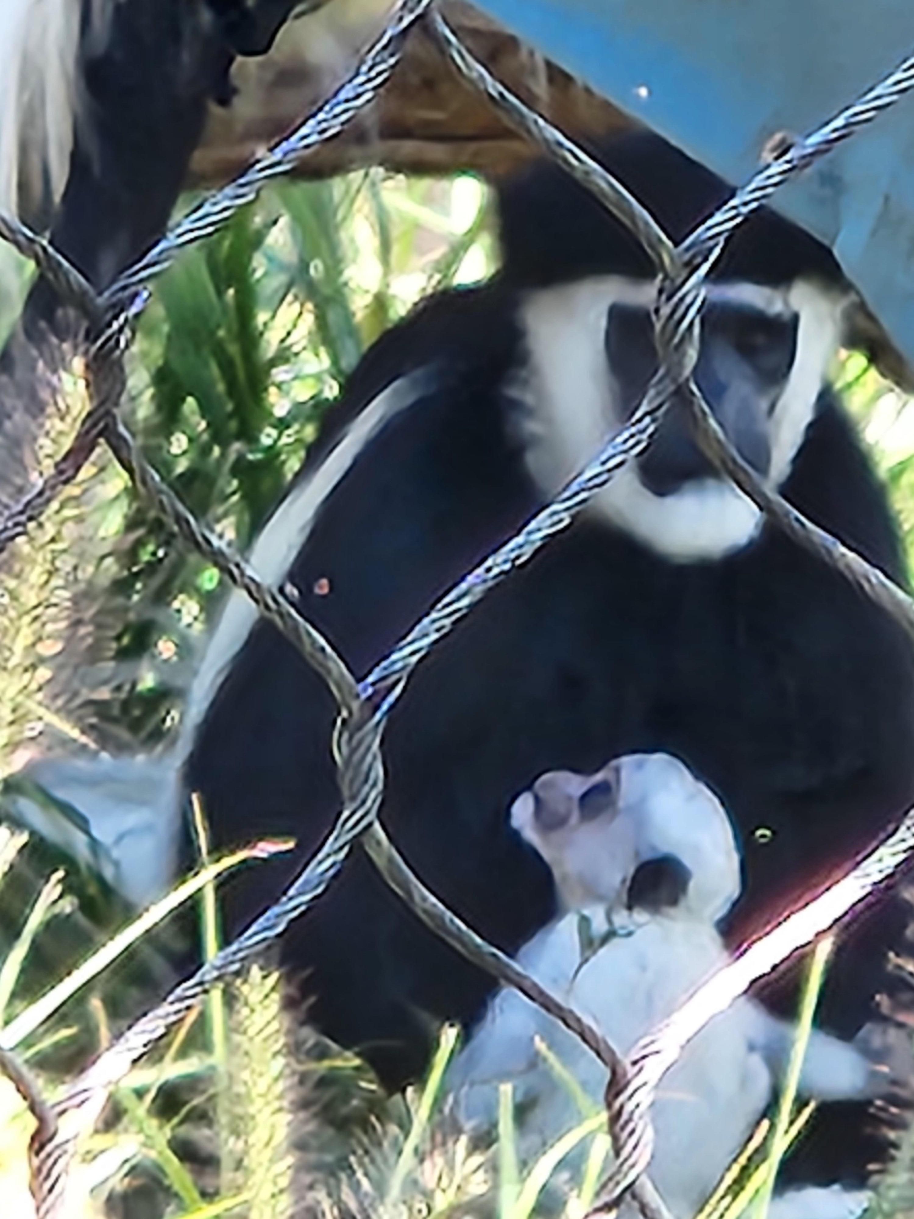 Baby monkey & I imagine his mommy!