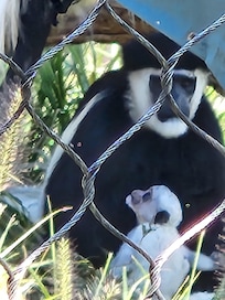 Baby monkey & I imagine his mommy!