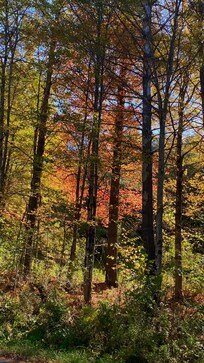 Beautiful nature walks from the house.