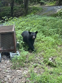 Saw this bear on the way to the cabin.