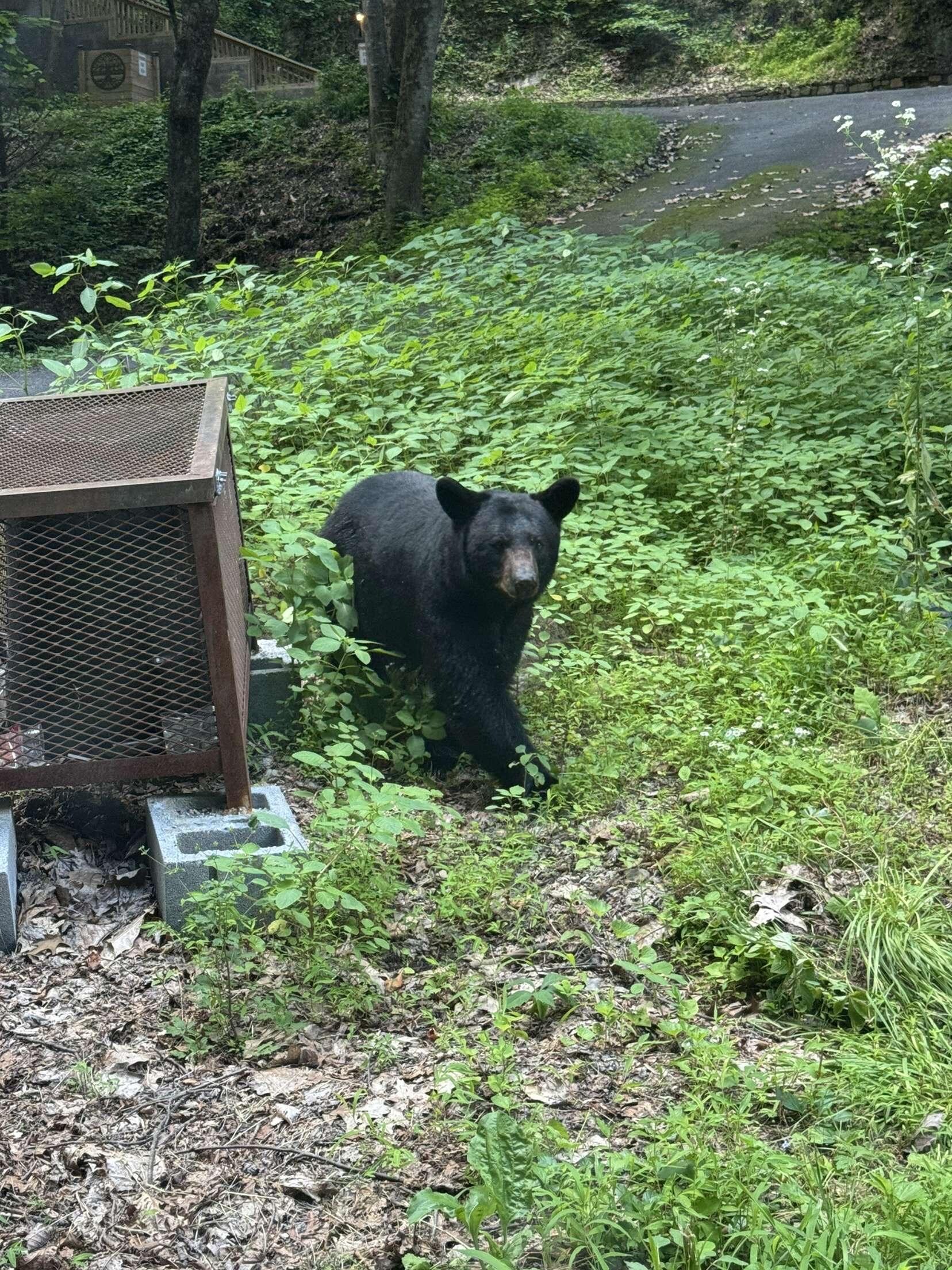 Saw this bear on the way to the cabin. 