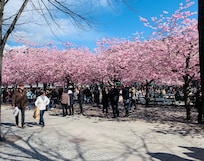Körsbärsträden i Kungsträdgården