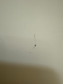 Smashed bug In shower