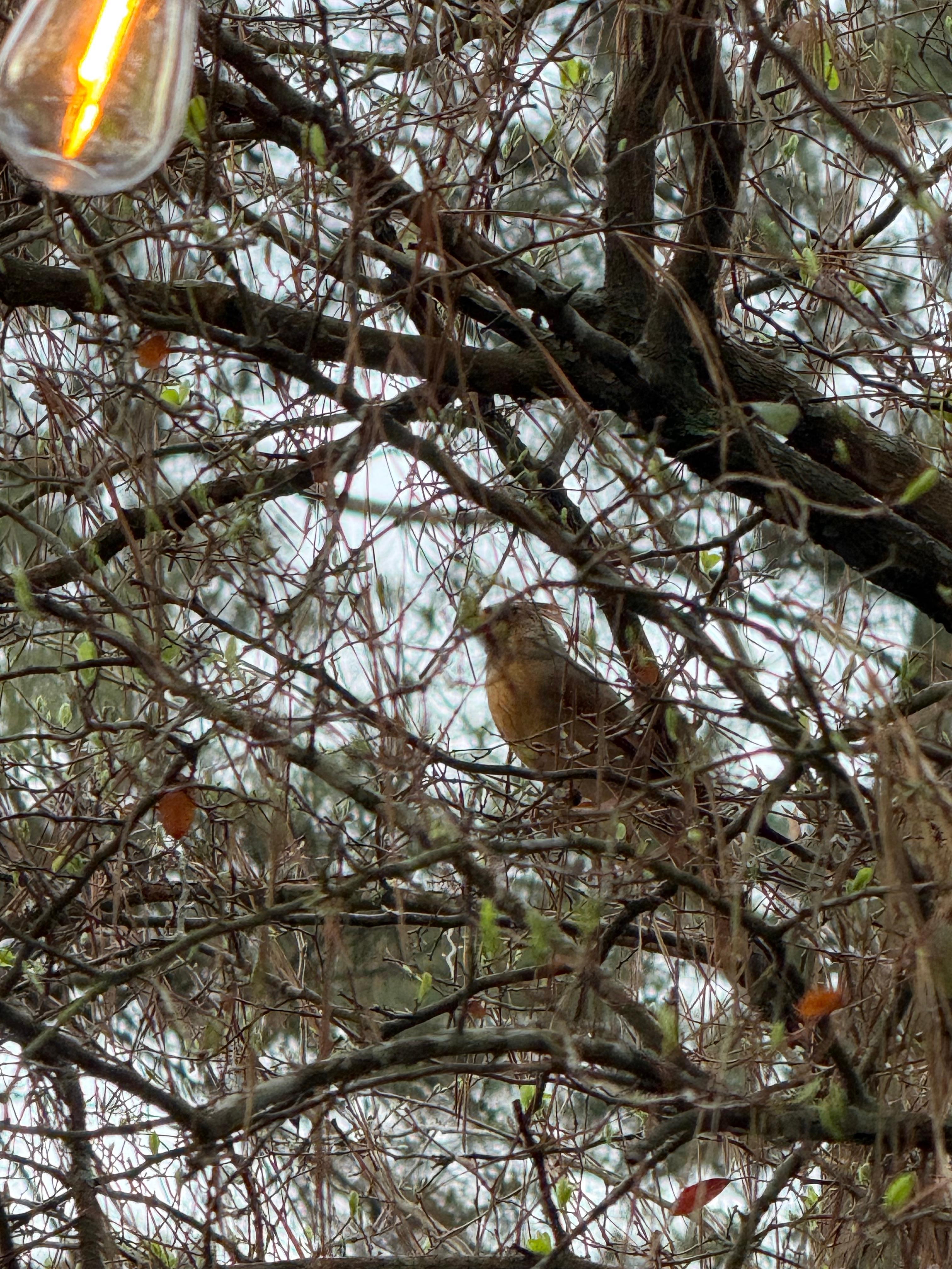 A cardinal hen was one of the many birds we enjoyed seeing