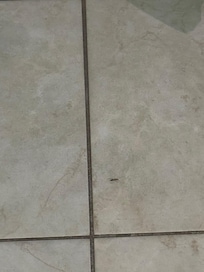 One example of the ants we saw (we saw many more crawling all over the floor)