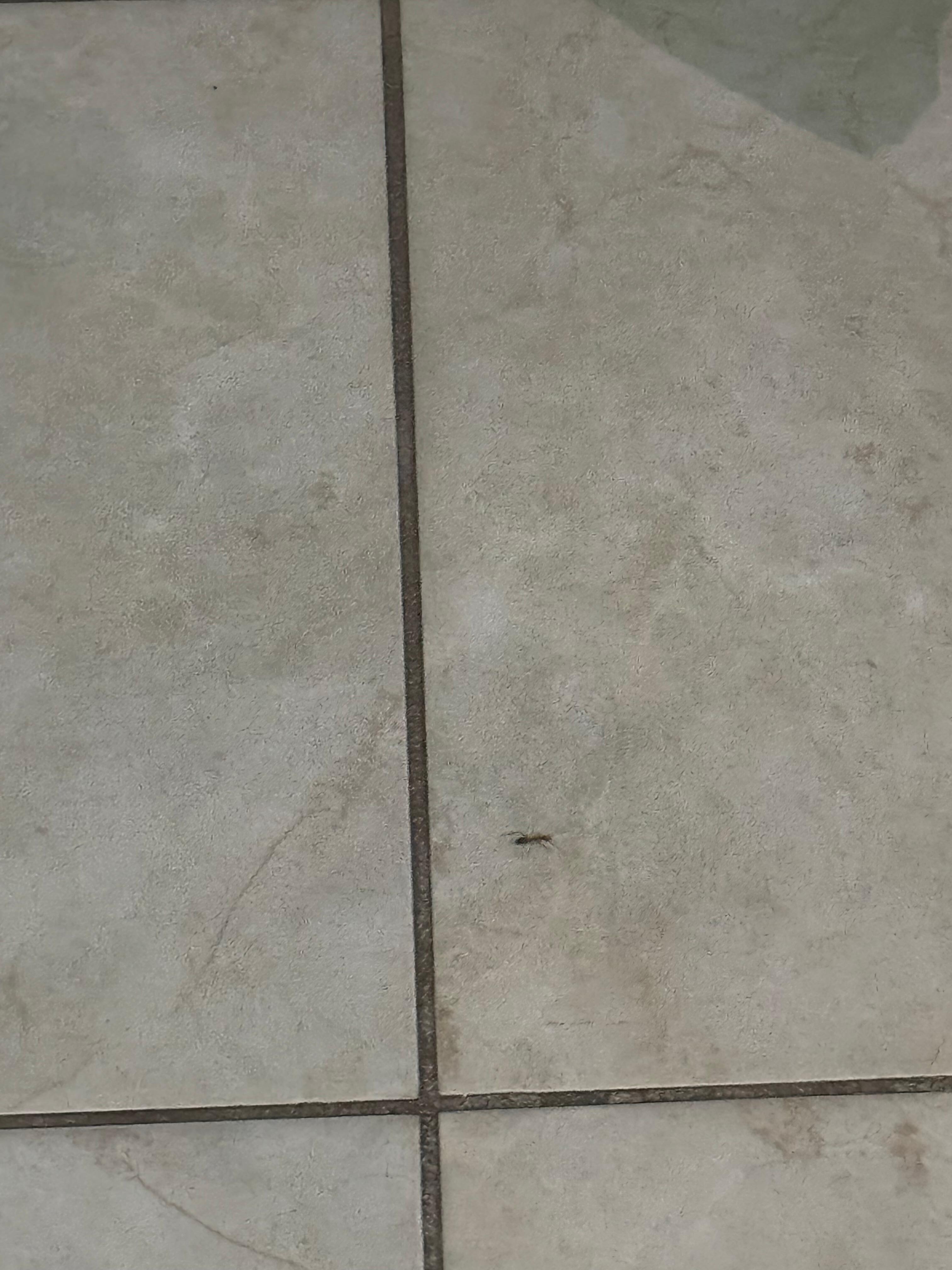 One example of the ants we saw (we saw many more crawling all over the floor)