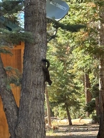 Side yard trees