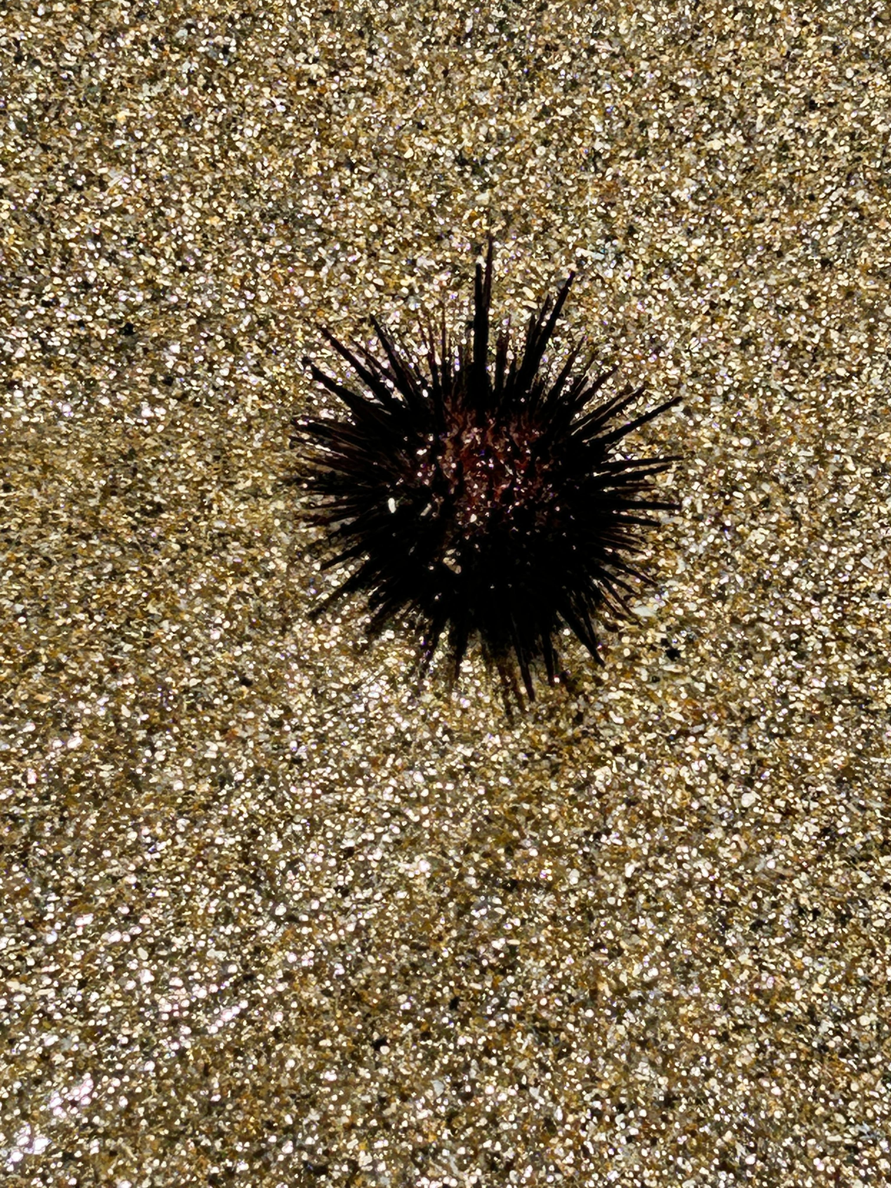 Sea Urchins!