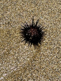 Sea Urchins!