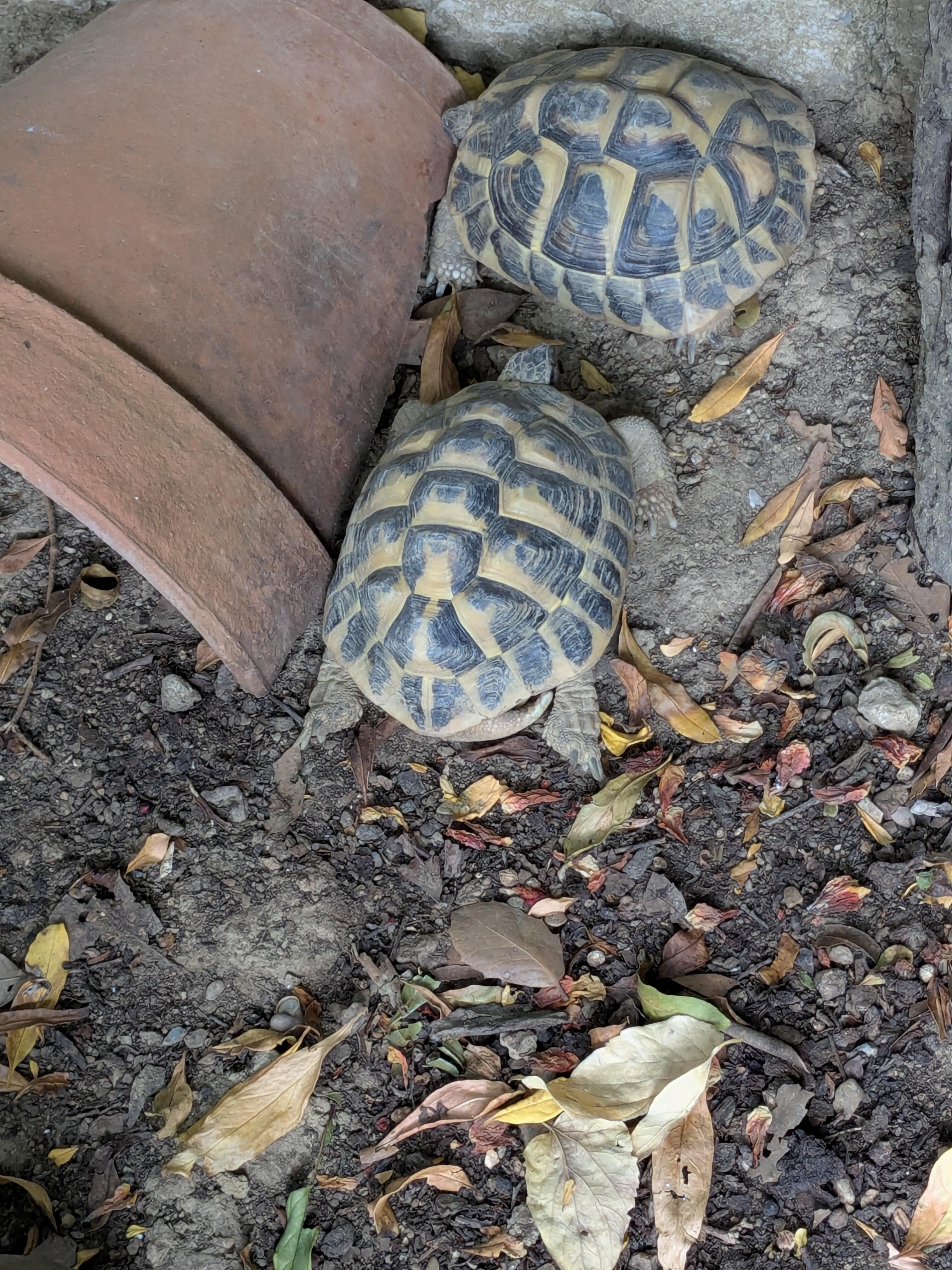 Tommy and Timmy. Tammy was shy and hid 