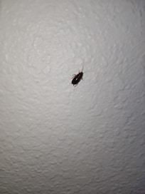 Roaches