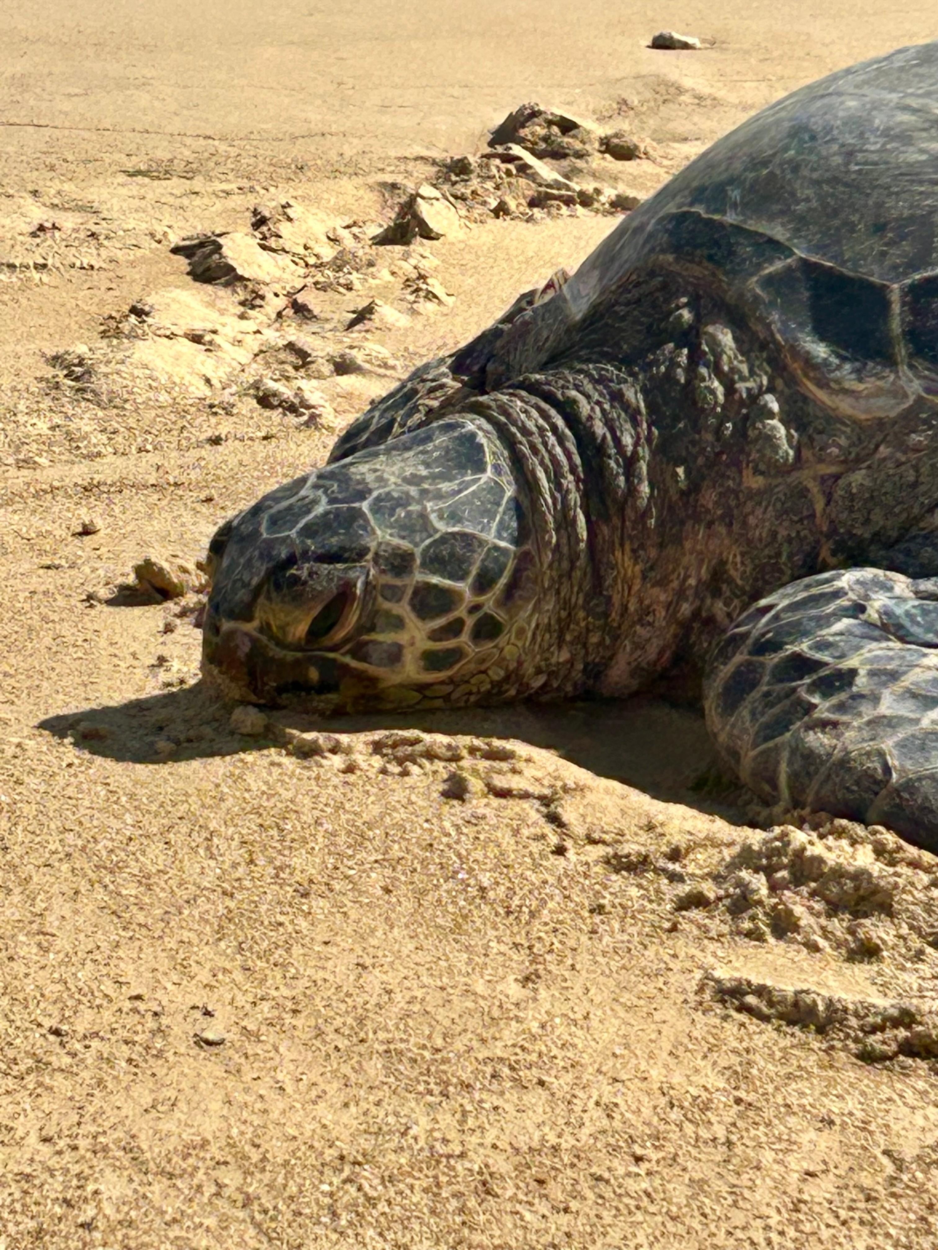 Turtle sunning on the beach. Be sure to stay 10 feet away! 