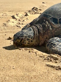 Turtle sunning on the beach. Be sure to stay 10 feet away!