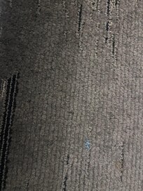 Ants hiding in carpet