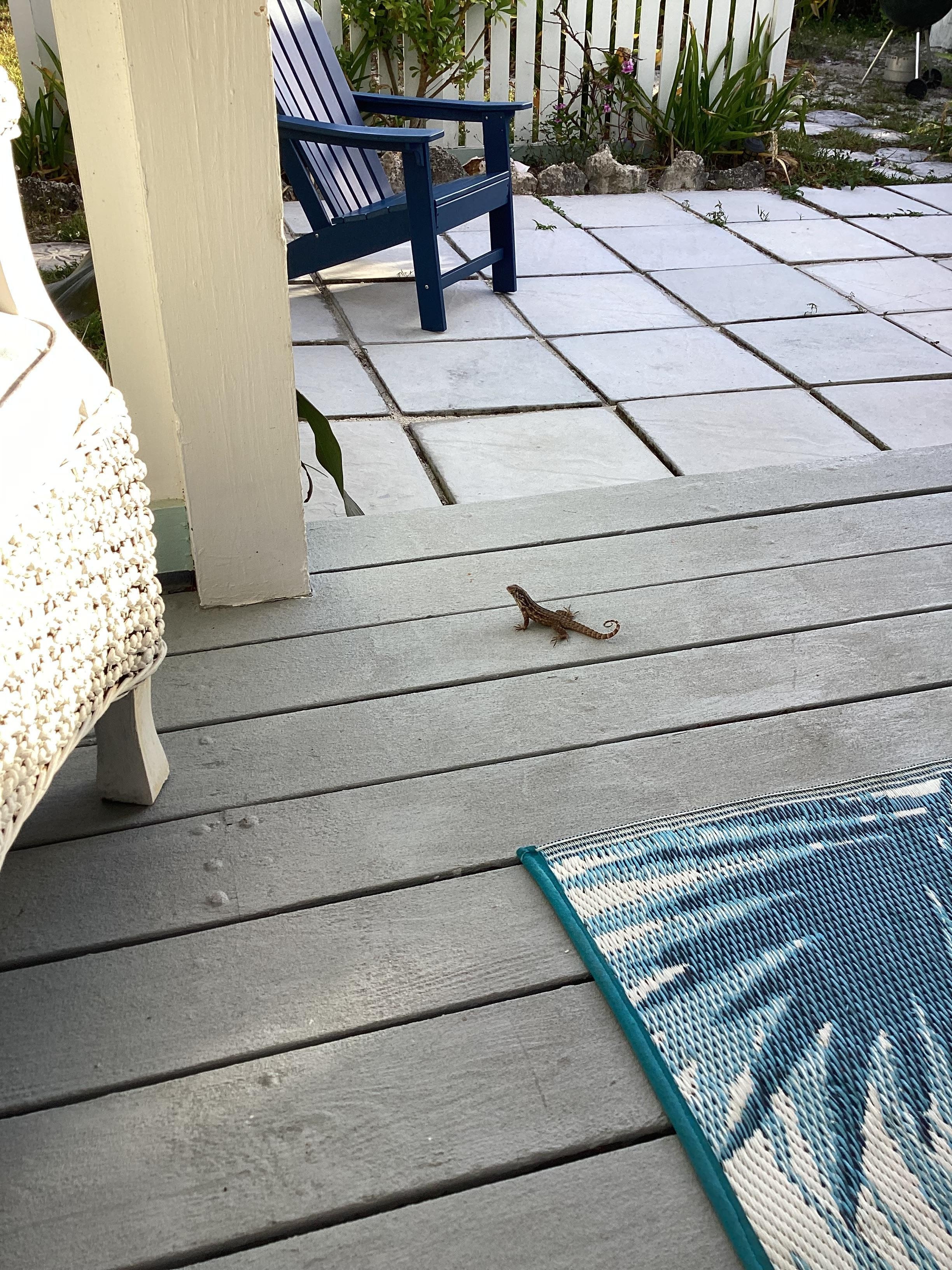 Our little friend, JohnnyCake