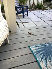 Our little friend, JohnnyCake