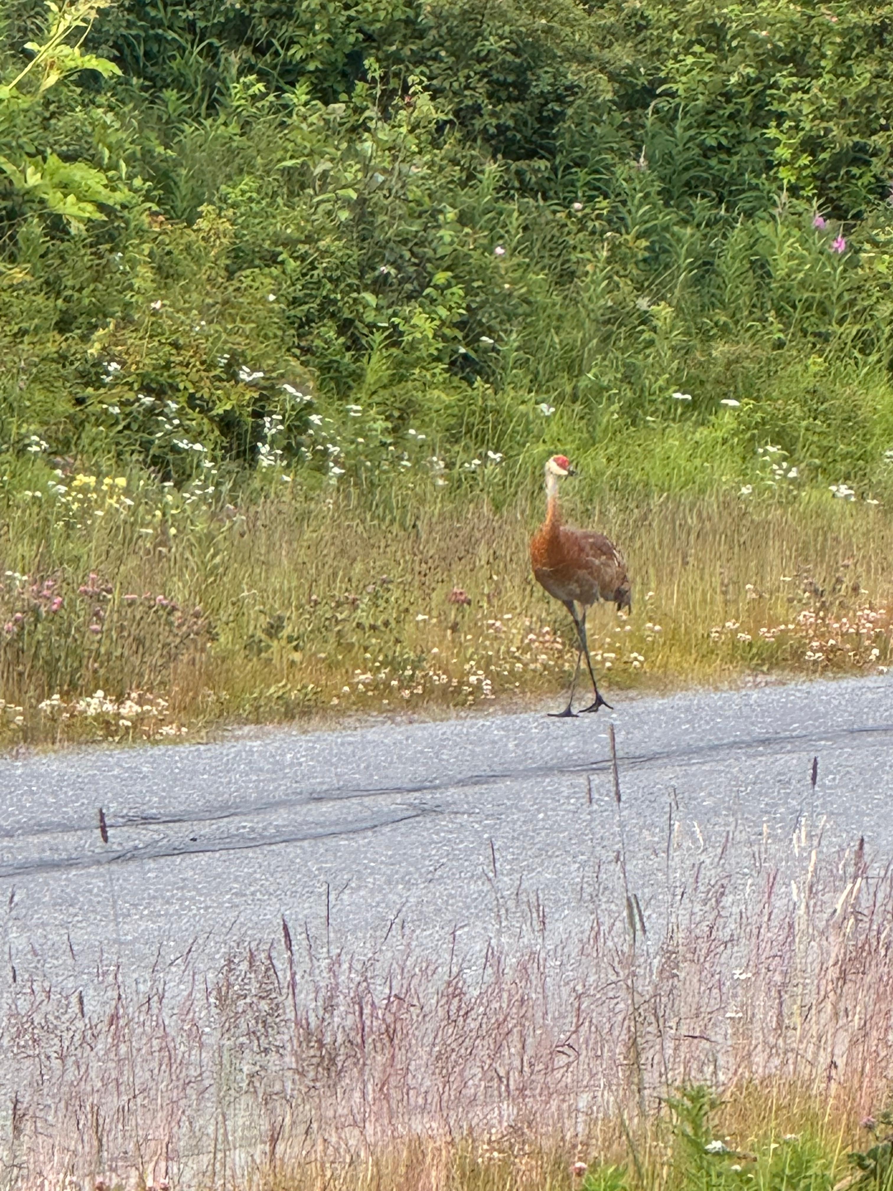 Sandhill cranes strolling by.
