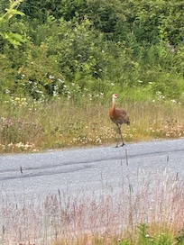Sandhill cranes strolling by.