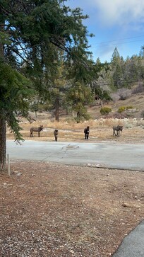 Wild donkeys across street, friendly