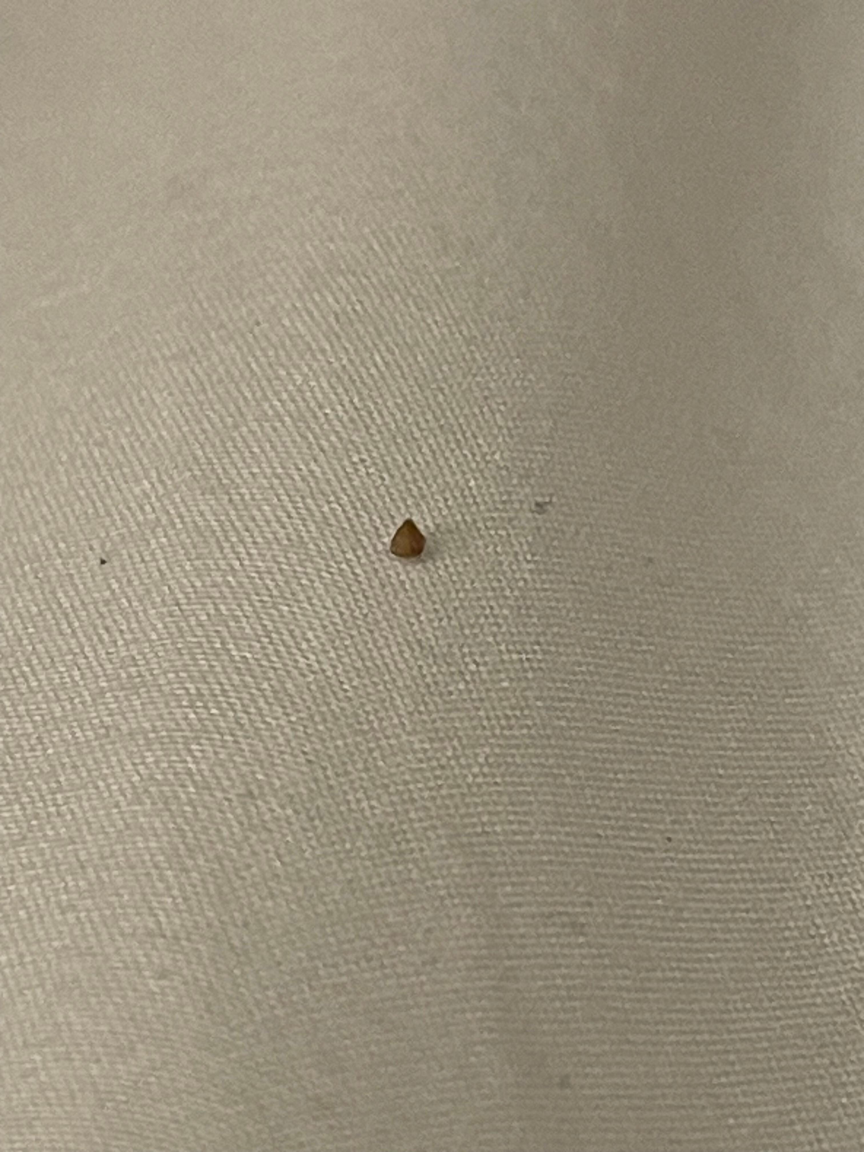 Bug in bed1