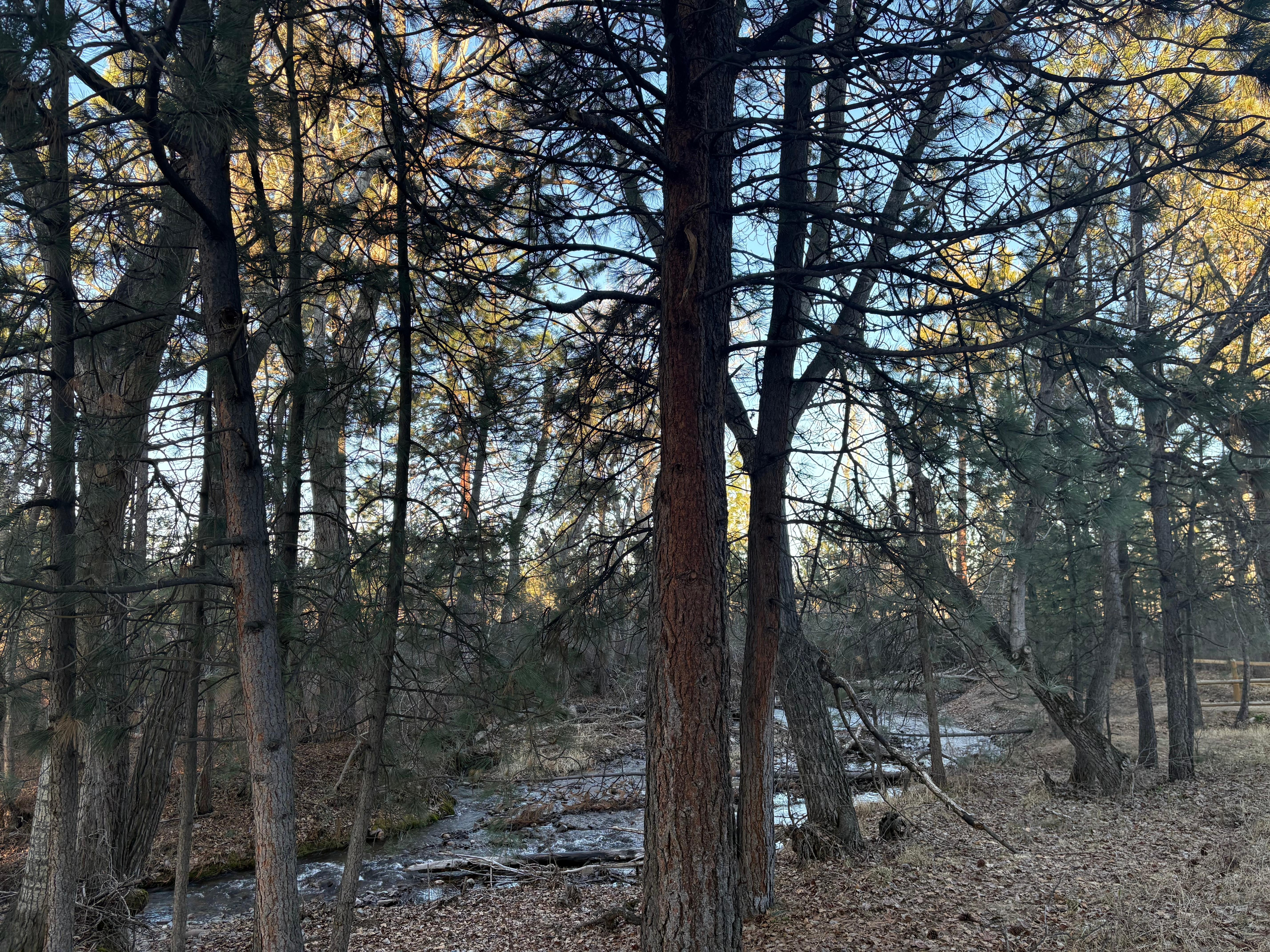 The back of the property by the fire pits.  
