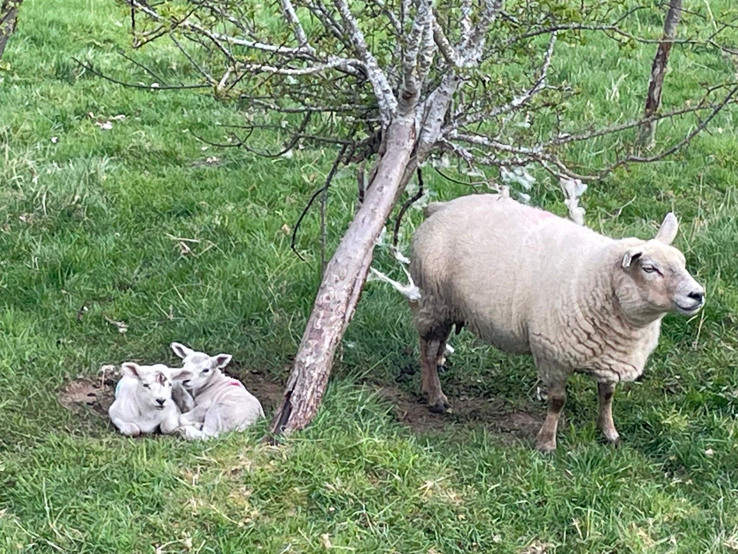 Friends on my walk