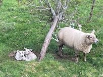 Friends on my walk