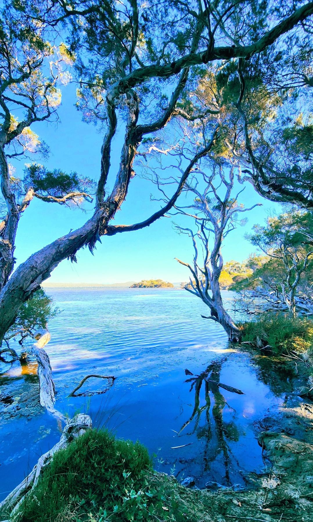 Picture of Honeymoon Island from the waters edge.