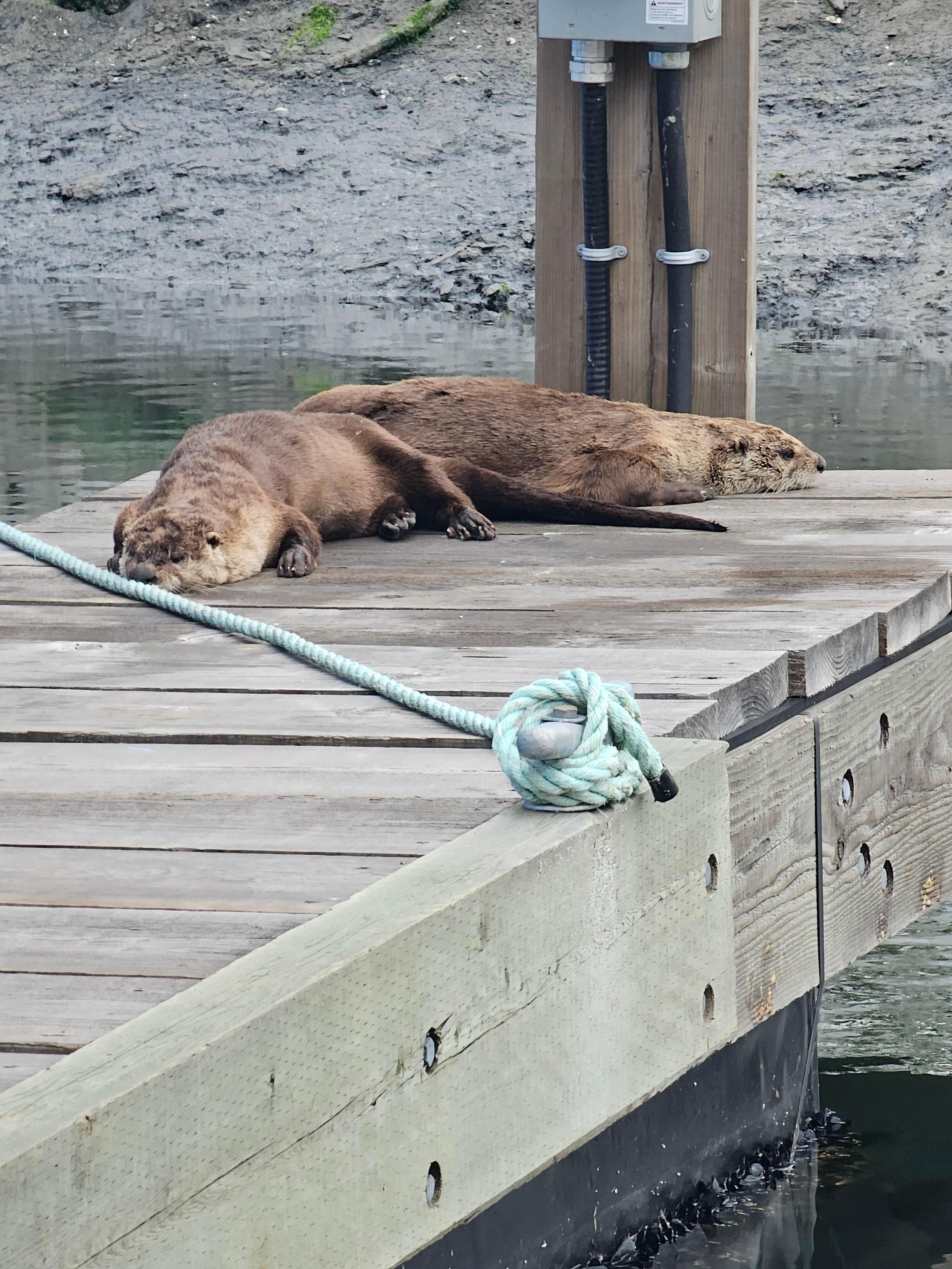 Last day of our stay saw these guys!