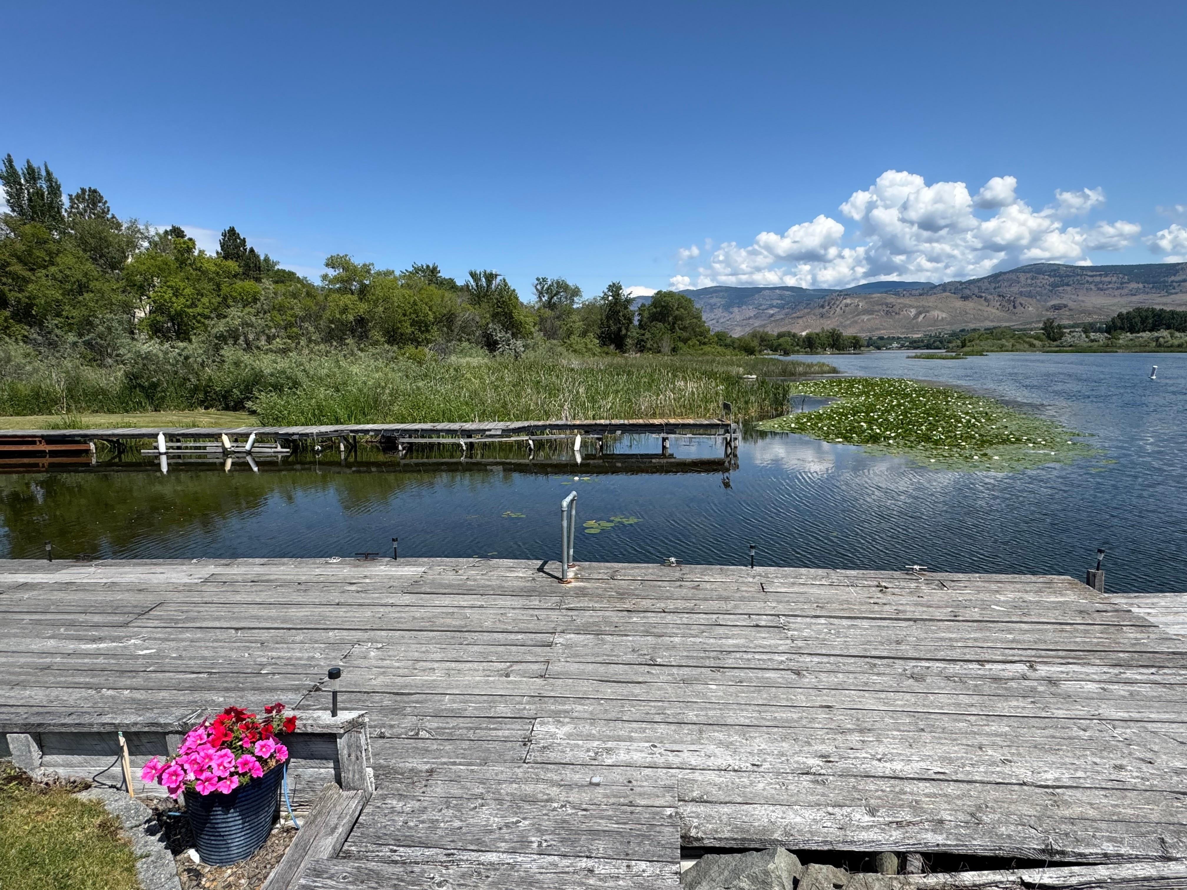Lots of bird watching next to house in reeds and on lily pad 'islands'