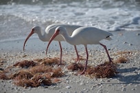 Just out the door on the beach