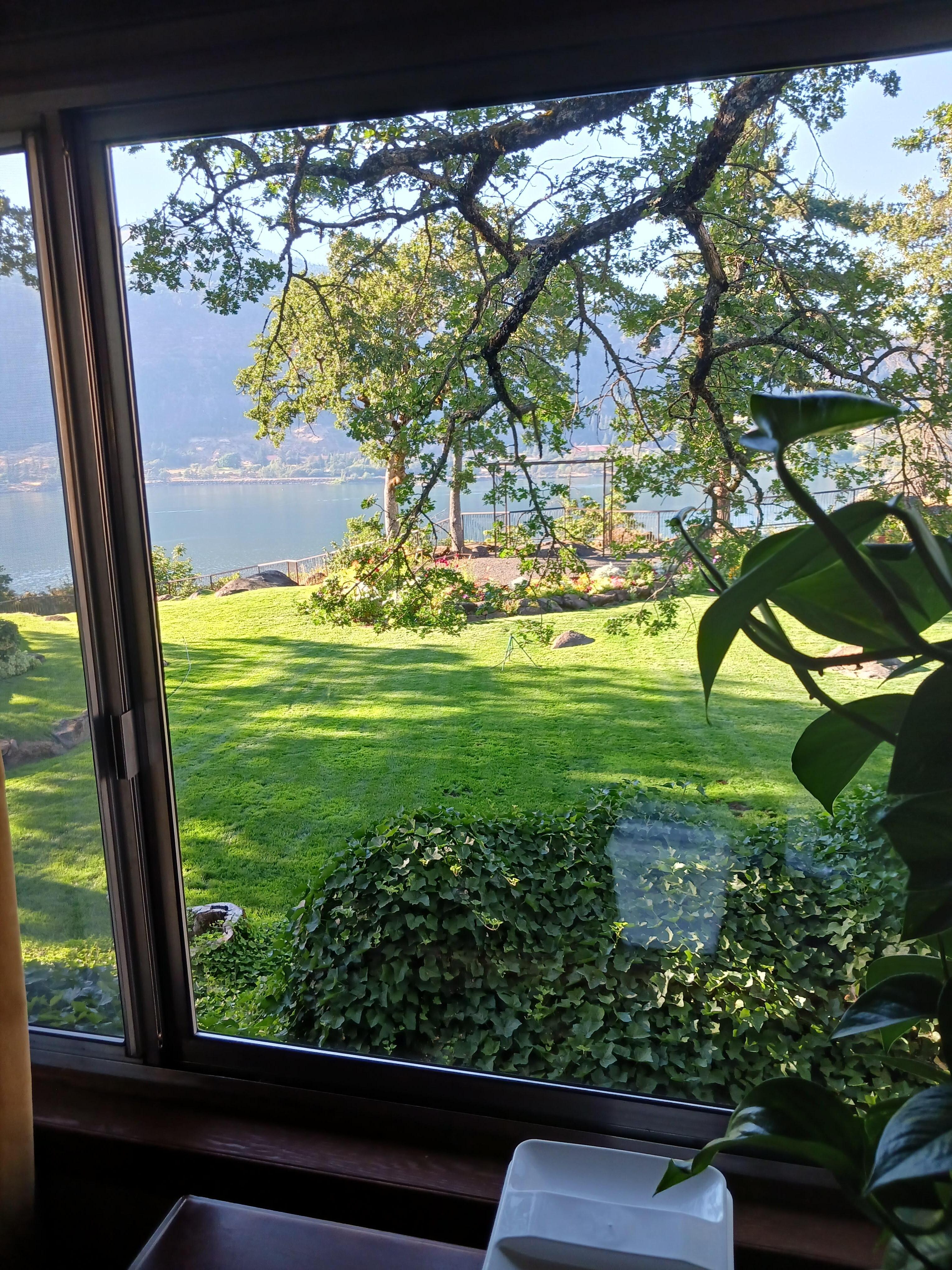 View out the back room window.