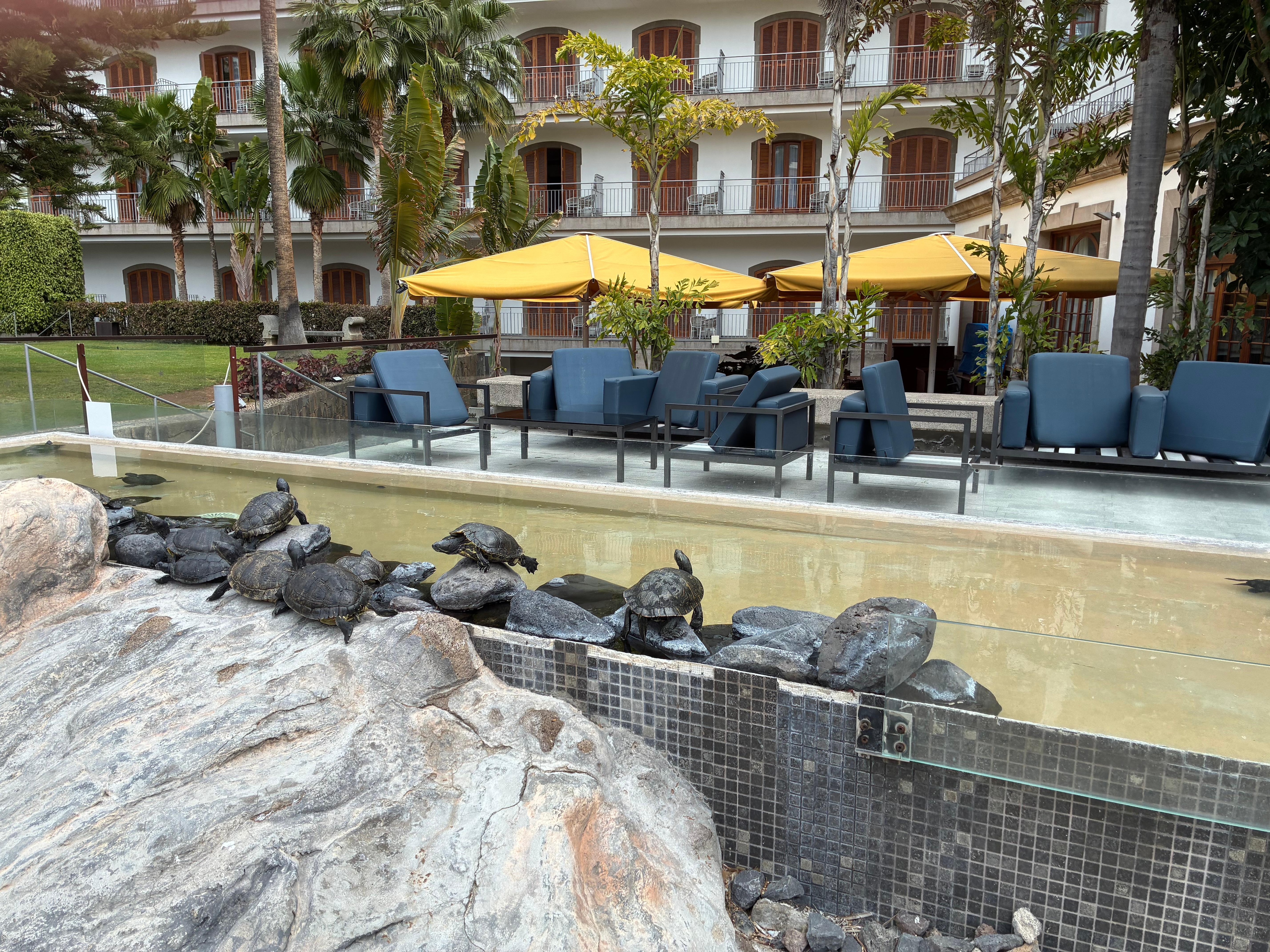 Turtles in the hotel grounds 