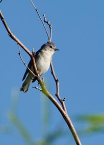Lucy’s Warbler