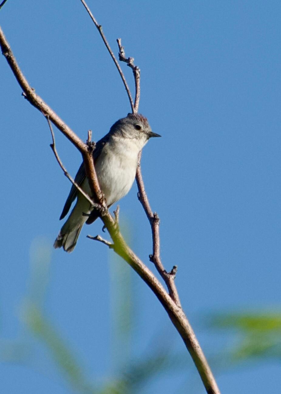Lucy’s Warbler