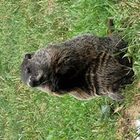 Visit from Mr. Groundhog