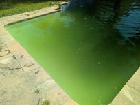 This is after we used the pool net tool to remove a good amount of leaves