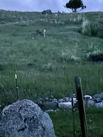 Mule deer behind the Owl Cabin!